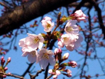 桜がちらほら咲き始めました