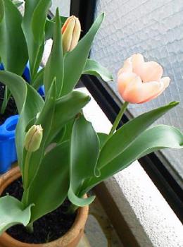 ファイル名: 20120416-2.jpg
ファイルサイズ: 17.8KB チューリップの花が咲いていた