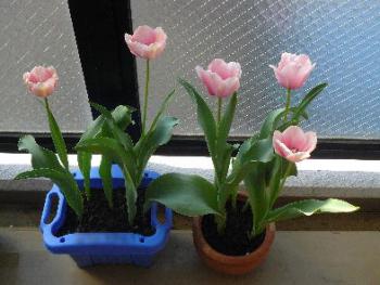 ファイル名: 20120418-2.jpg
ファイルサイズ: 18.5KB ポカポカ陽気で