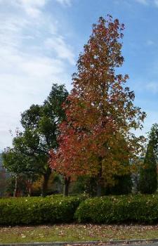 病院の木々も紅葉が進んで来た