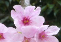 ファイル名: 20130401-2.jpg
ファイルサイズ: 5.8KB 桜が満開できれいなこと