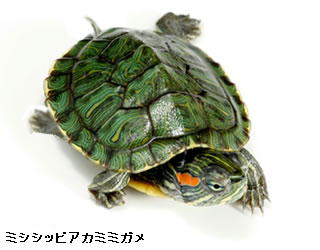ファイル名: turtlezukan01.jpg
ファイルサイズ: 14.2KB 「ミシシッピアカミミガメ」