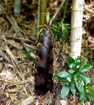 筍堀り(今年は不作、孟宗竹なのでこれぐらい大きく成っていても美味しく食べられる)