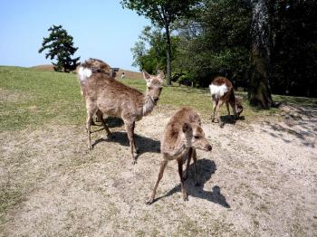 山頂付近には鹿も沢山居ました