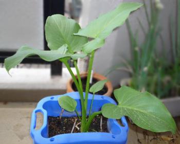 大きな葉っぱの植物も元気よく育っている。（名前は知らない）