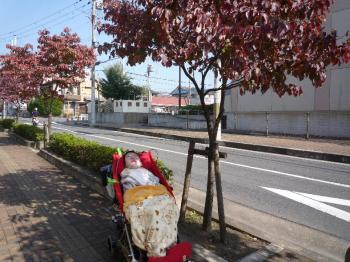 街路樹（ハナミズキ）もきれいに紅葉していて、秋を感じる事ができた。