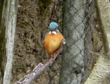 歩いている途中、浮見堂で綺麗な鳥（川蝉？）に遭遇