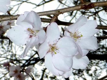 桜の花がちらほら咲きかけていた