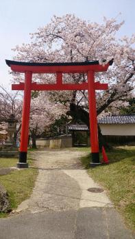 桜の写真を撮ってから・・・・・