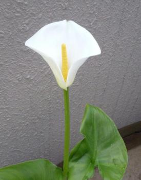 ファイル名: 20140418-01.jpg
ファイルサイズ: 68.2KB
→クリックで元のサイズを表示 昨日咲いた花(カラー)は、今朝の方が花が開いて立派になっていた。
