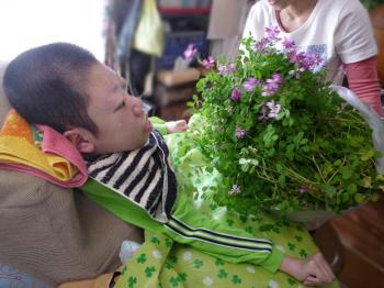 こんな近くでれんげの花を見るのは何年ぶりだろう～