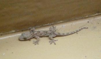 ファイル名: 20140522-03.jpg
ファイルサイズ: 44.2KB
→クリックで元のサイズを表示 朝、ヤモリが居た・・・マンションなのにねぇ~