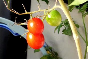 ベランダのミニトマトが今頃やっと実を付けて赤くなりだした。