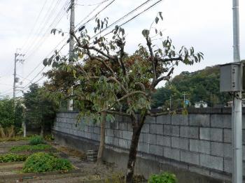 ファイル名: 20141116-04.jpg
ファイルサイズ: 119.5KB
→クリックで元のサイズを表示 柿の木もすっきり軽くなって、だいぶ楽になっただろうなぁ~