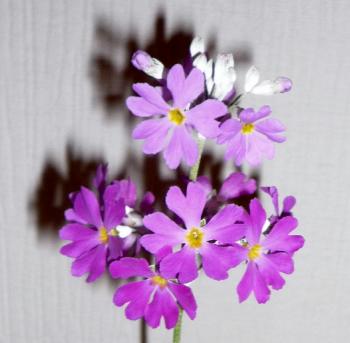 ファイル名: 20150211-02.jpg
ファイルサイズ: 71.6KB
→クリックで元のサイズを表示 サクラ草も健気に花を咲かせてくれている。