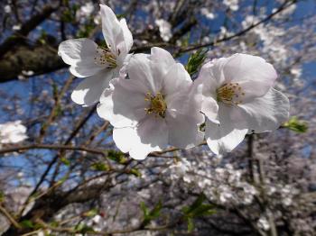 ちょー良い天気！　桜も満開　ハラハラと散り始めています(>_<)