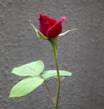ファイル名: 20150504-01.jpg
ファイルサイズ: 45.2KB
→クリックで元のサイズを表示 結婚式のブーケの花束のバラを挿し木して育ててくれた