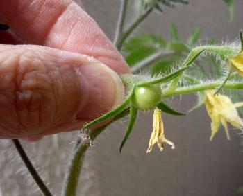 プチトマト、花が咲いて小さな実を付けてるのがあった。