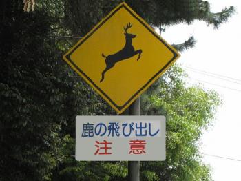 まさに「鹿の飛び出し注意」の看板や標識が立ってた場所。