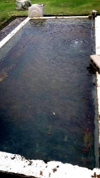 ファイル名: 20150614-02.jpg
ファイルサイズ: 81.7KB
→クリックで元のサイズを表示 金魚のプール