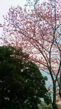 学校の桜は、控えめに咲いていた