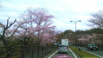  通勤途中で停滞中、奈良公園は桜が満開