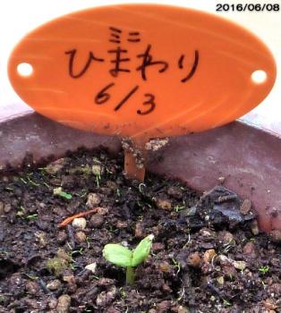 ファイル名: 20160608-01.jpg
ファイルサイズ: 112.6KB
→クリックで元のサイズを表示 可愛い二葉が芽を出していた