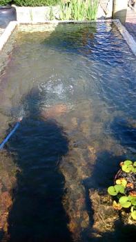 ファイル名: 20160807-01.jpg
ファイルサイズ: 75.4KB
→クリックで元のサイズを表示 用事で・・・金魚プールの掃除をしました