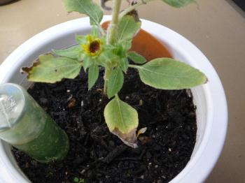 二つ目の花が開き始めた