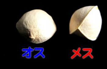 ファイル名: 20161116-02.jpg
ファイルサイズ: 29.9KB
→クリックで元のサイズを表示 持ってきてくれたギンナンをよく見ると微妙に違う。