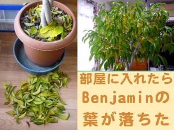 部屋の中に入れたBenjaminの葉が落ちちゃった！