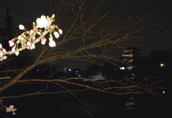 桜の後ろに興福寺五重塔