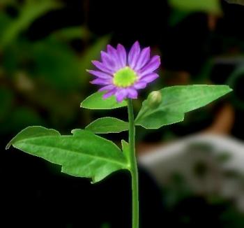 ベランダの鉢植えに花が咲いていた。