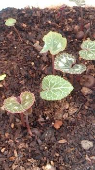 シクラメン　新たな芽がニョキニョキっと沢山でてきた