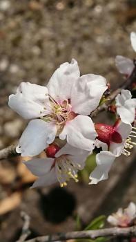 ばあちゃん家のアーモンドの花