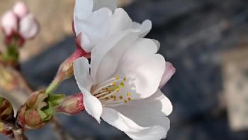 ばあちゃん家のソメイヨシノの花