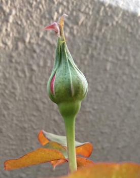 バラの蕾みも膨らんで花びらの赤色が隙間から見えてきた