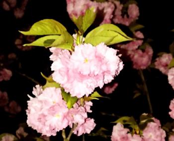 お寺の八重桜、桜餅そっくり。・・・食べたいなぁ～