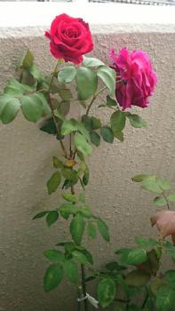ふとベランダを見たら、少し開きかけのバラがキレイに咲いていた。