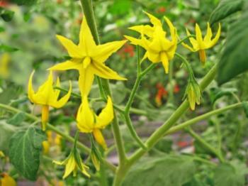 ミニトマトの花も沢山ついきた（イメージ）