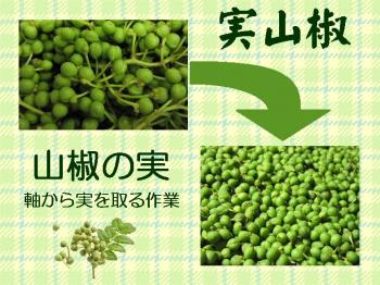 ファイル名: 20180529-01.jpg
ファイルサイズ: 118.1KB
→クリックで元のサイズを表示 山椒の実を取る作業