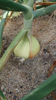 畑の野菜　いろいろ